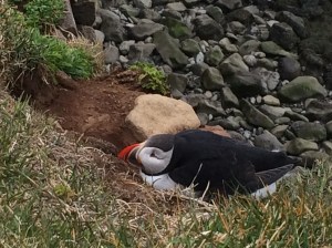 Puffin outside burrow at Latrabjarg