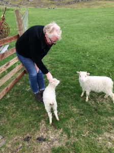 Pet lambs at a farm we stayed in - aaahhh!